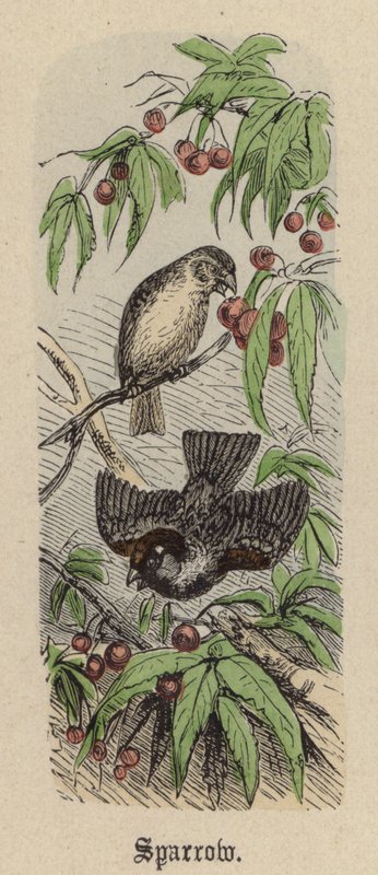 Sparrow (gravação a cores) de Friedrich Specht
