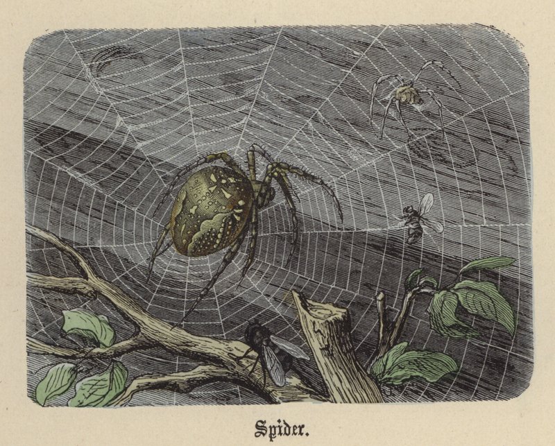 Aranha (gravação colorida) de Friedrich Specht