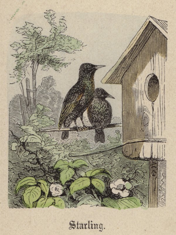Starling (gravação a cores) de Friedrich Specht