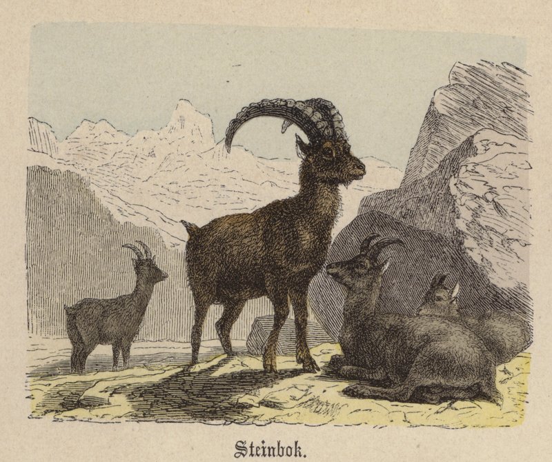 Steinbok (gravação a cores) de Friedrich Specht