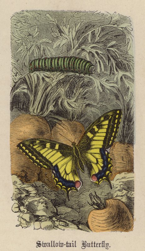 Borboleta de cauda de andorinha (gravura colorida) de Friedrich Specht