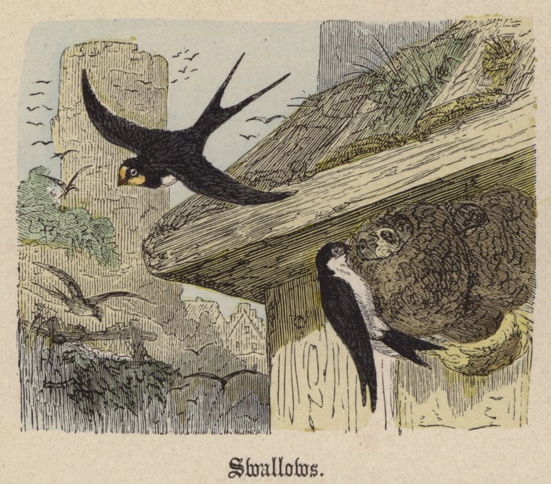 Andorinhas (gravura colorida) de Friedrich Specht