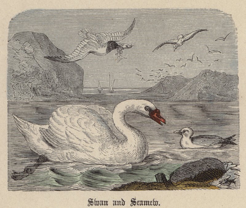 Swan and Seamew (gravura colorida) de Friedrich Specht