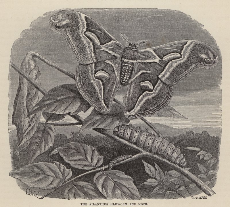 Ailanthus Silkworm and Moth (gravura) de Friedrich Specht
