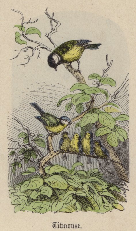 Titmouse (gravação a cores) de Friedrich Specht