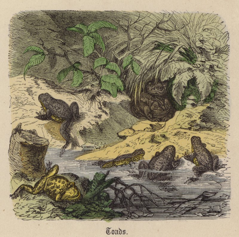 Sapos (gravura colorida) de Friedrich Specht