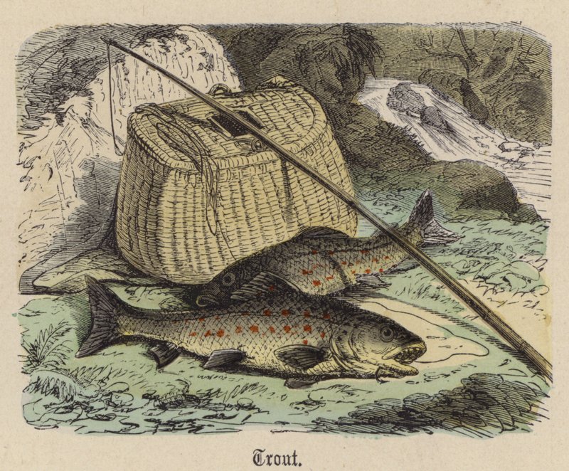 Truta (gravura colorida) de Friedrich Specht