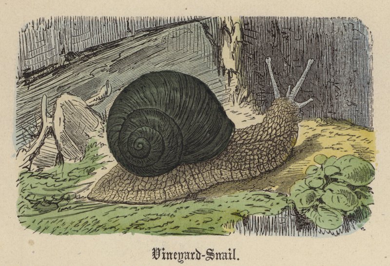 Vineyard-Snail (gravação a cores) de Friedrich Specht