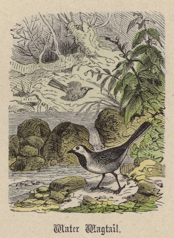 Wagtail de água (gravação a cores) de Friedrich Specht