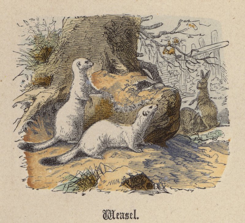 Doninha (gravura colorida) de Friedrich Specht