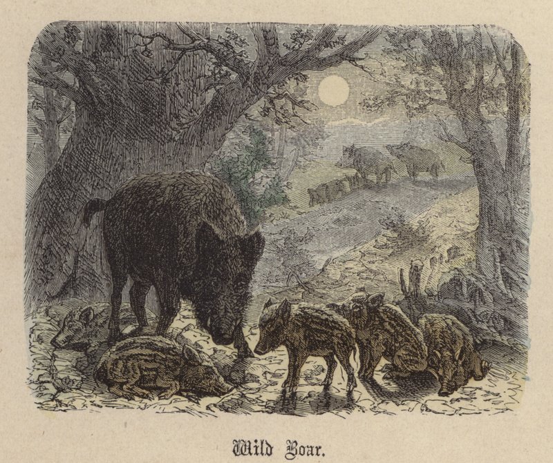 Javali (gravura colorida) de Friedrich Specht