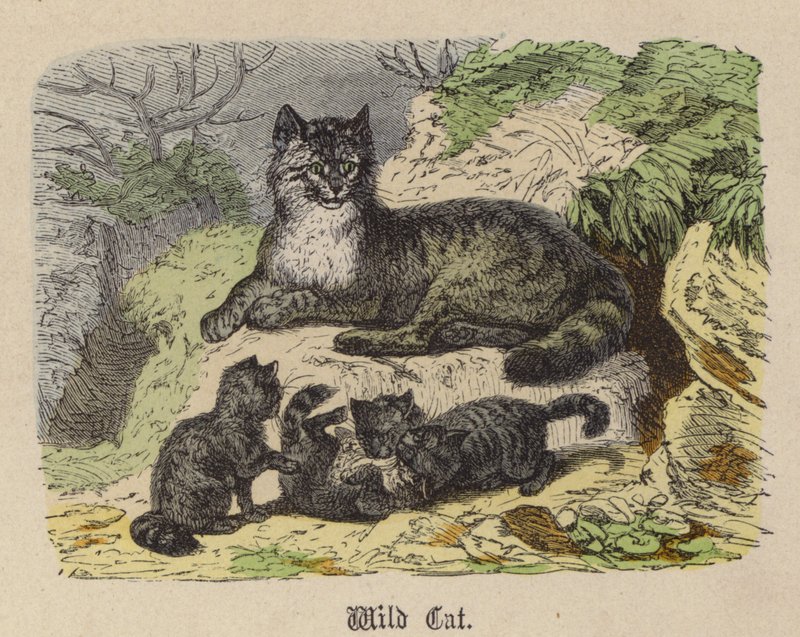 Wild Cat (gravura colorida) de Friedrich Specht