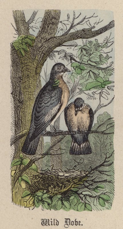 Pomba Selvagem (gravura colorida) de Friedrich Specht