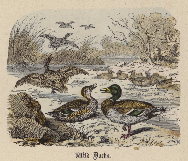 Wild Ducks (gravura colorida) de Friedrich Specht