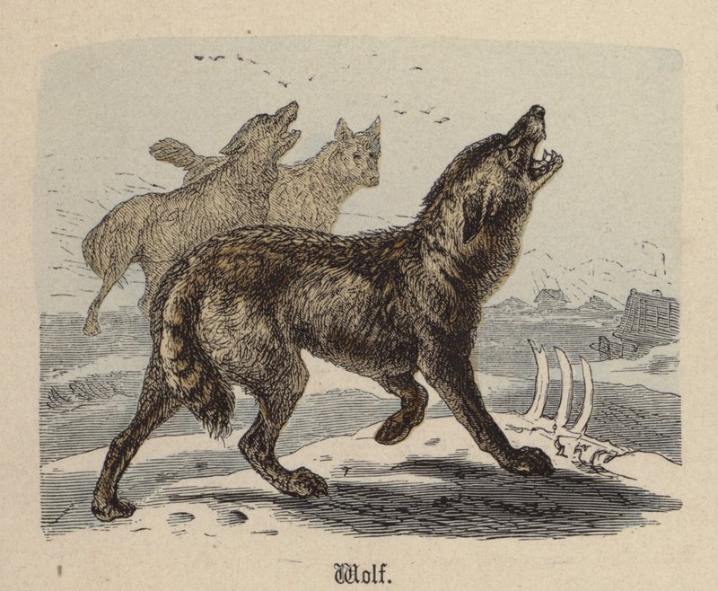 Lobo (gravura colorida) de Friedrich Specht