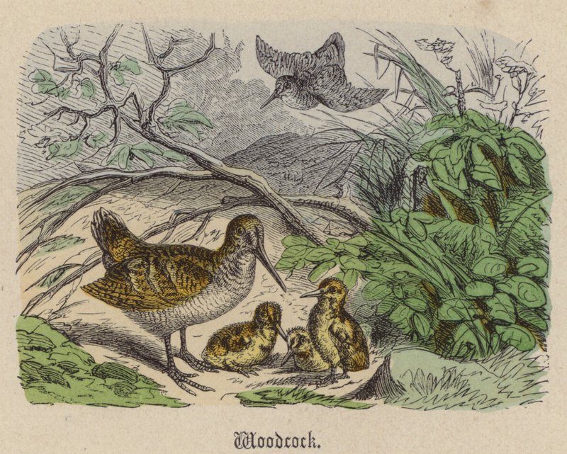 Woodcock (gravura colorida) de Friedrich Specht