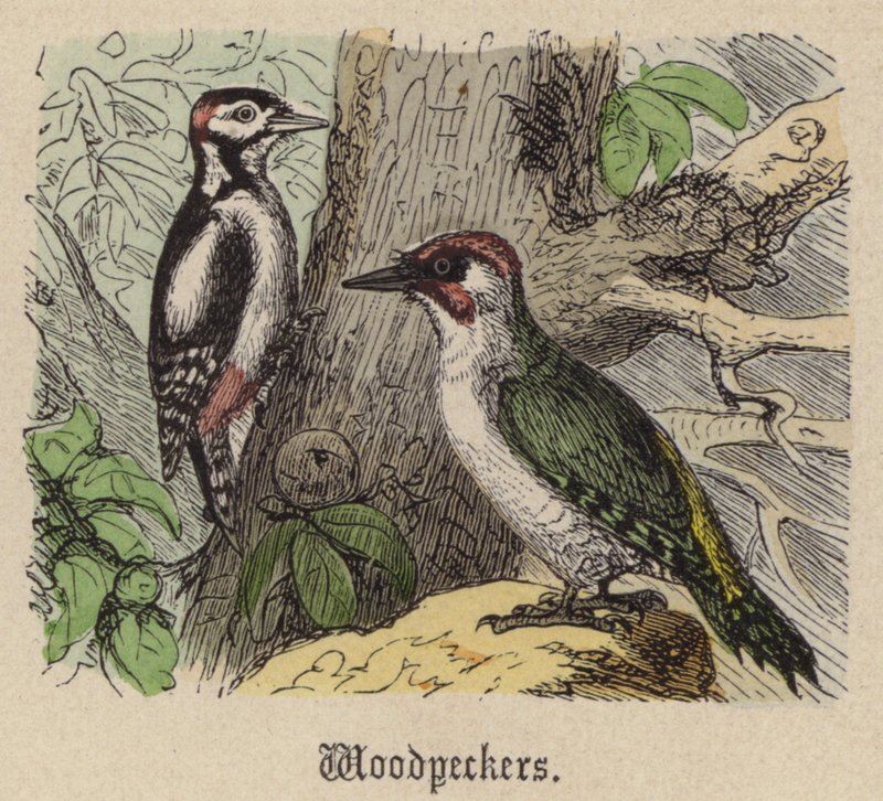 Pica-paus (gravura colorida) de Friedrich Specht