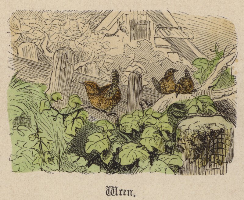 Wren (gravação a cores) de Friedrich Specht