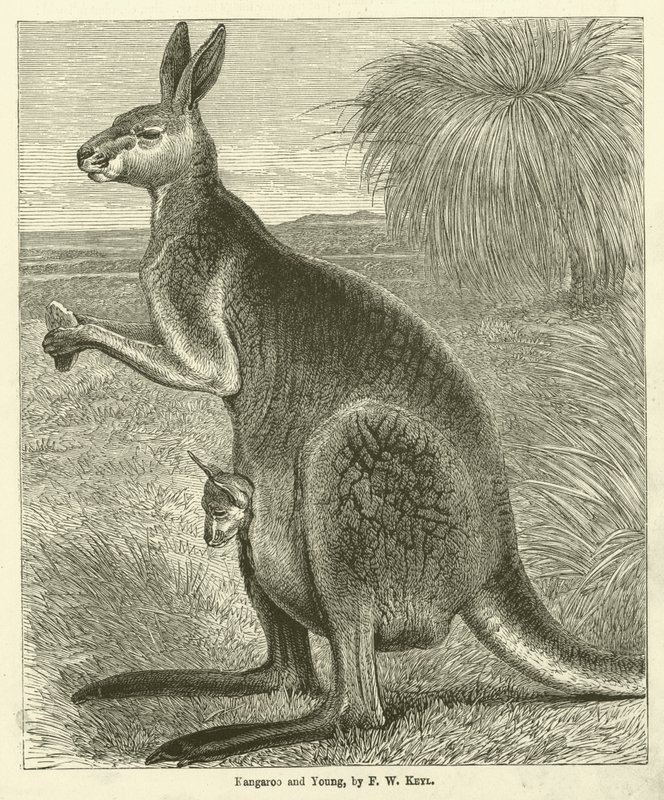 Kangaroo and Young (gravura) de Friedrich Wilhelm Keyl