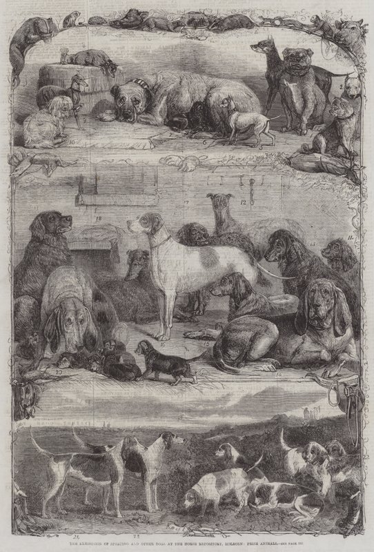 A Exposição de Sporting e outros Cães no Repositório de Cavalos, Holborn, Prize Animals de Friedrich Wilhelm Keyl