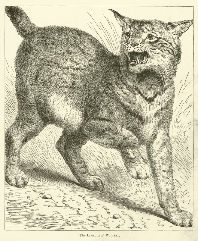 O lince (gravura) de Friedrich Wilhelm Keyl