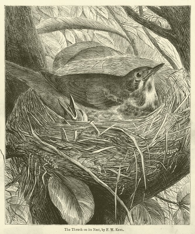 O Thrush on its Nest (gravura) de Friedrich Wilhelm Keyl