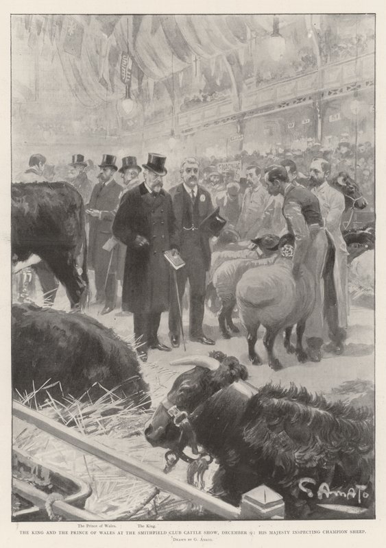 O Rei e o Príncipe de Gales no Smithfield Club Cattle Show, 9 de dezembro, Sua Majestade inspecionando Carneiros Campeões de G.S. Amato