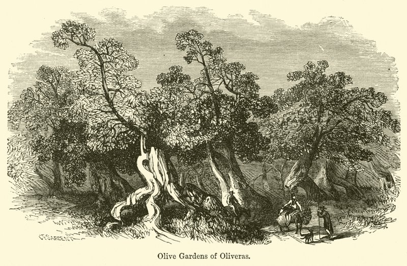Olive Gardens of Oliveras de G. F. Sargent