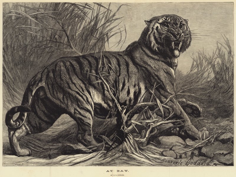 Na baía de George Bouverie Goddard