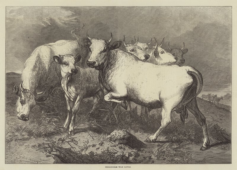 Gado selvagem de Chillingham de George Bouverie Goddard