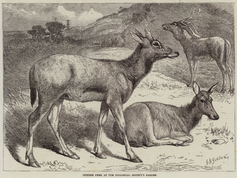 Veado chinês no jardim da Sociedade Zoológica de George Bouverie Goddard