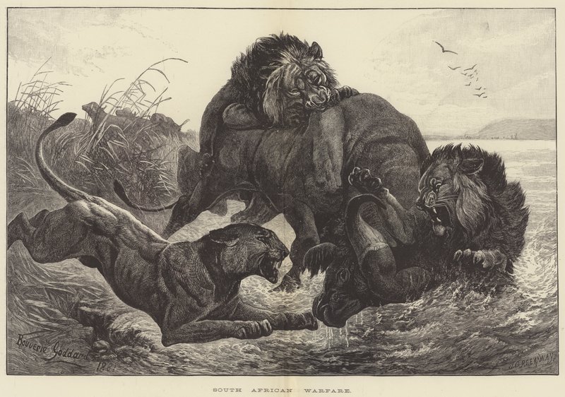Guerra Sul-Africana de George Bouverie Goddard