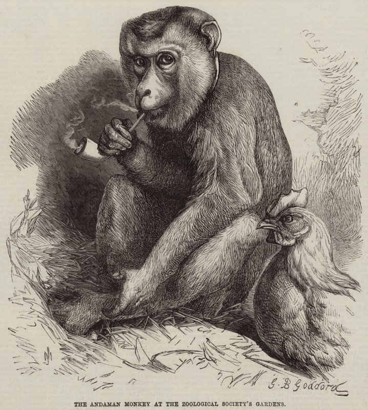 O macaco de Andaman nos jardins da Sociedade Zoológica de George Bouverie Goddard