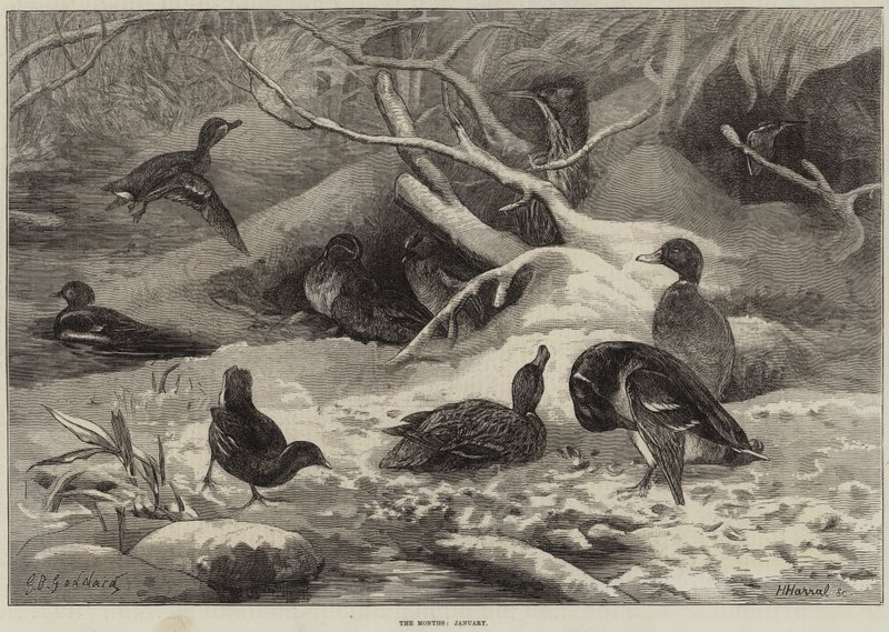 Os meses de janeiro de George Bouverie Goddard