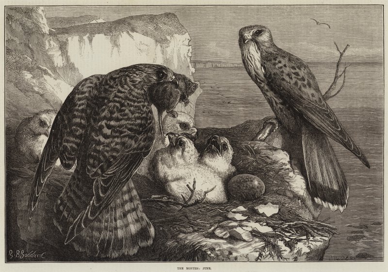 Os meses de junho de George Bouverie Goddard