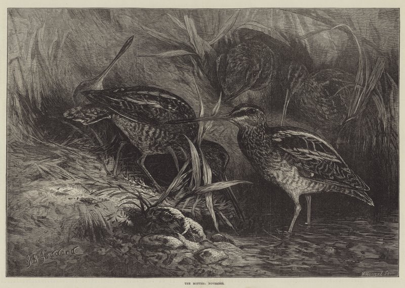 Os meses de novembro de George Bouverie Goddard