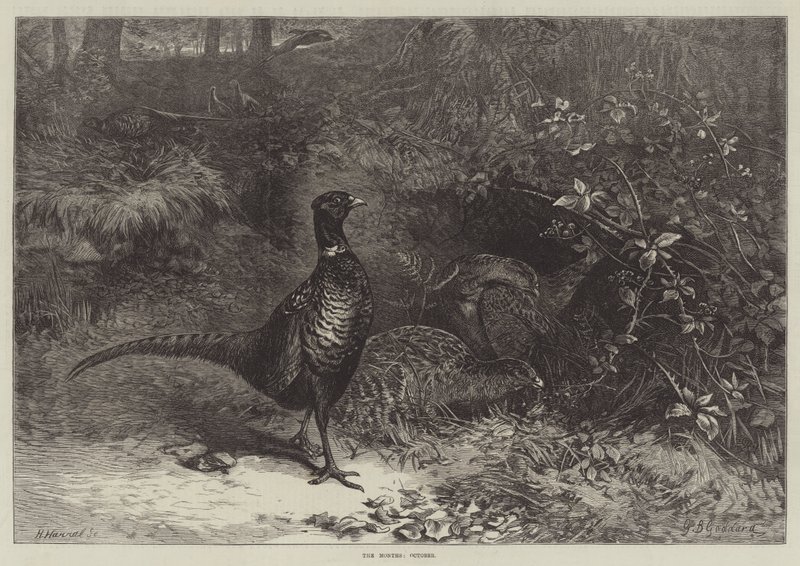 Os meses de outubro de George Bouverie Goddard
