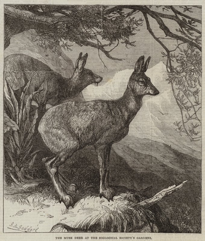 O cervo-almiscarado nos jardins da Sociedade Zoológica de George Bouverie Goddard