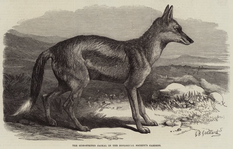 O Chacal Lado-Listrado nos Jardins da Sociedade Zoológica de George Bouverie Goddard