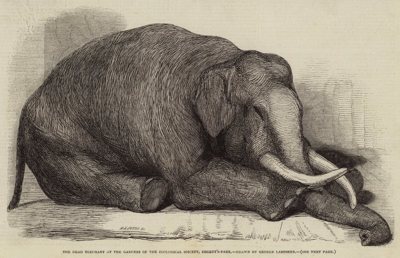 O elefante morto nos jardins da Sociedade Zoológica, Regent&39;s-Park de George Landseer