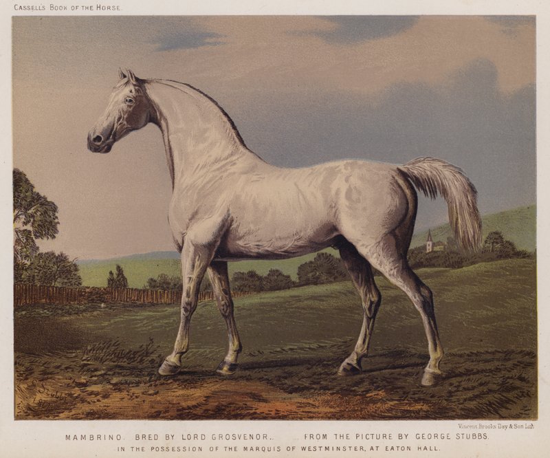 Nambrino, Criado por Lord Grosvenor, Na Posse do Marquês de Westminster, em Eaton Hall (cor litho) de George (after) Stubbs