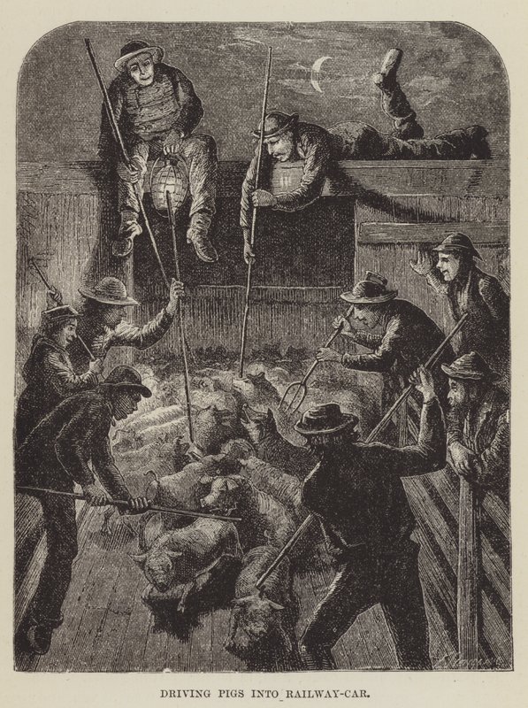 Condução de suínos em Railway-Car de George Augustus Sala