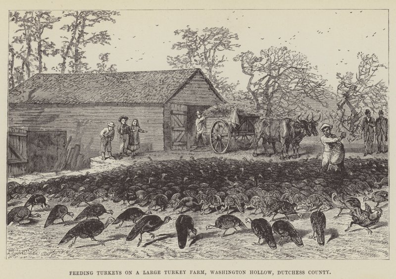Perus de alimentação em uma grande fazenda de peru, Washington Hollow, Dutchess County de George Augustus Sala