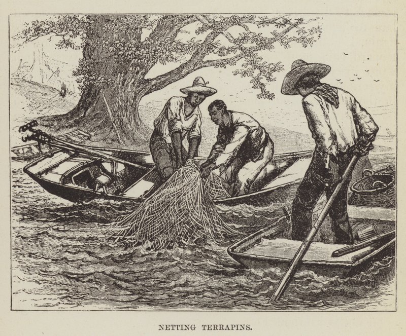 Rede de Terrapins de George Augustus Sala