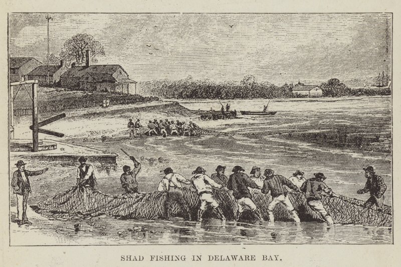 Sável Pesca na Baía de Delaware de George Augustus Sala