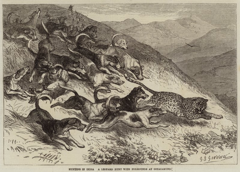 Caça na Índia, uma caçada de leopardo com Foxhounds em Ootacamund de George Bouverie Goddard