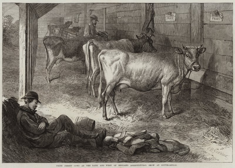 Prêmio Jersey Vacas na Feira Agrícola Bath and West of England em Southampton de George Bouverie Goddard