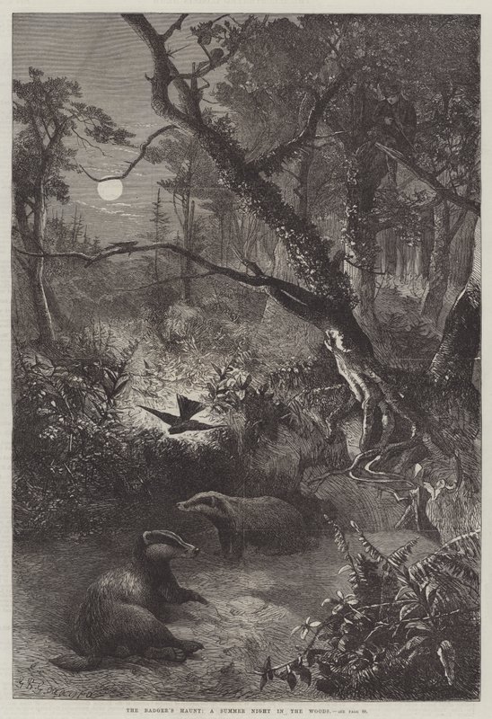 O assombrador do texugo, uma noite de verão na mata de George Bouverie Goddard