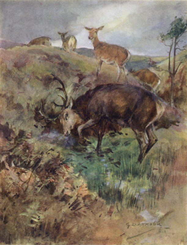 Ilustração para A História de um Veado Vermelho (cor litho) de George Denholm Armour