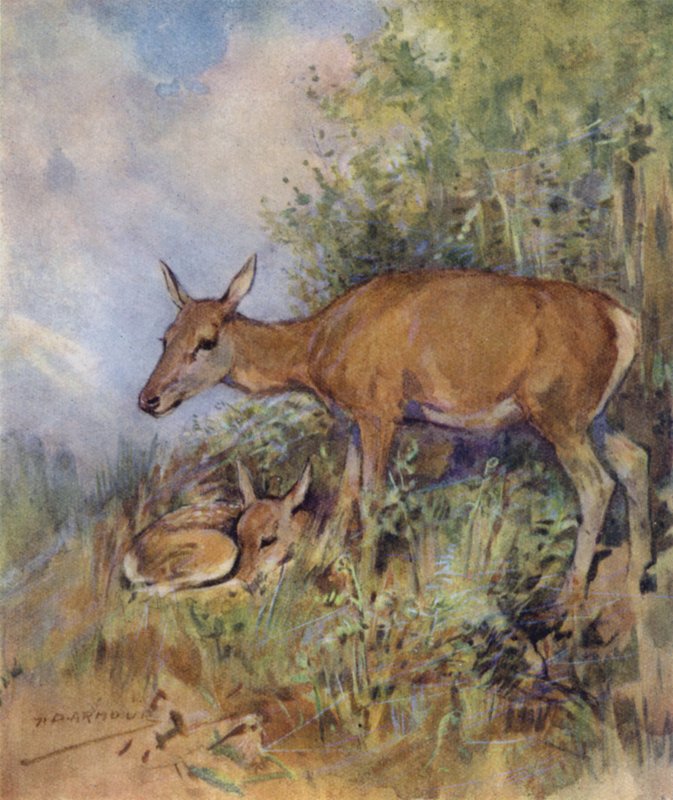 Ilustração para The Story of a Red Deer (lito colorido) de George Denholm Armour
